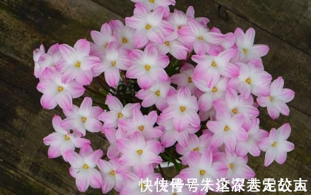 茉莉|7种花夏天爱淋雨,越淋长得越欢,多淋几次,肥料都省了