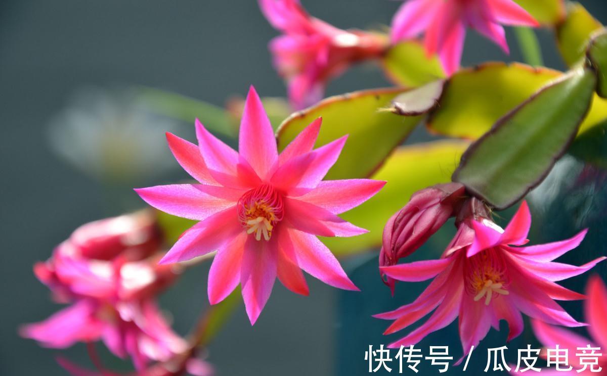 蟹爪兰养不好,这篇养护方法一看就会,建议收藏