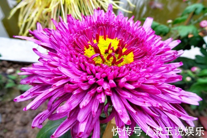 喜欢菊花，不如养盆“菊中珍品”紫龙献爪，似龙爪裂天，霸气十足