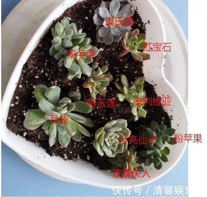 90后川妹子的“丑肉”逆袭记!时光不弃,多肉常在!