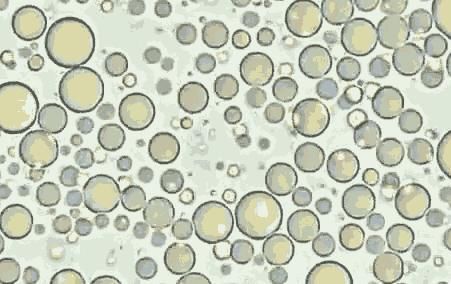 营养成分|母乳在显微镜下放大过后,微微蠕动,又纯净的让人难以相信