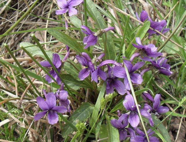 山坡下、树林里,生长着1种“紫花地丁”,少有人留意,却珍贵!