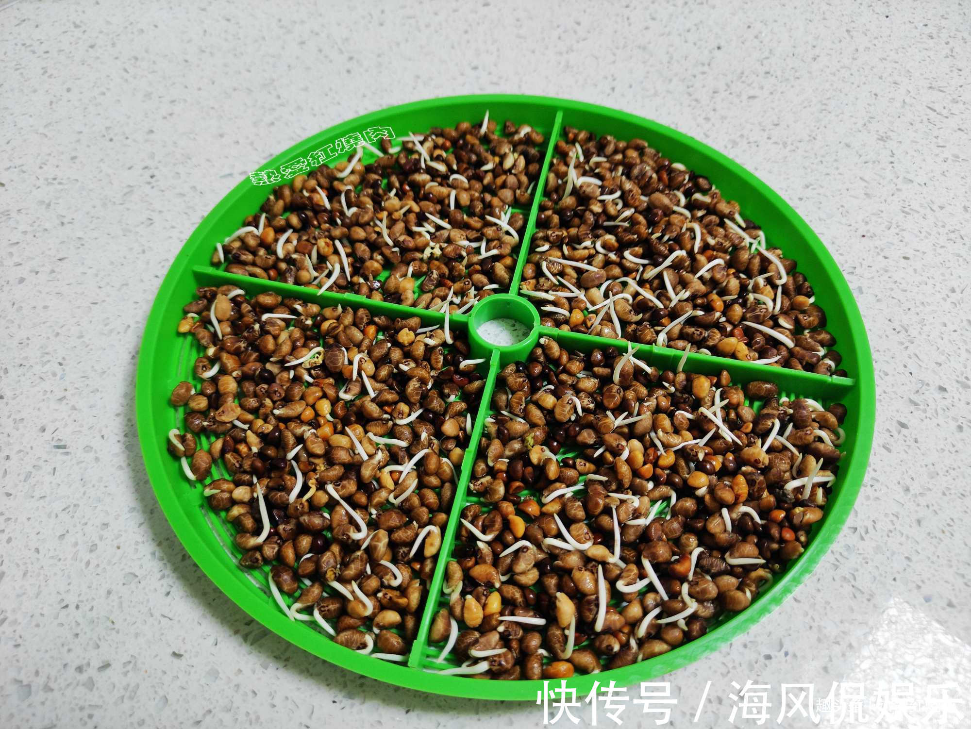 以前空心菜都是买着吃，这回用菜籽自己种的，不用土11天就能吃了