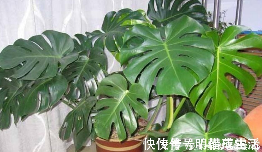 花卉|养花“有窍门”,往盆里撒点“它”,花卉长得旺,呼呼疯长!