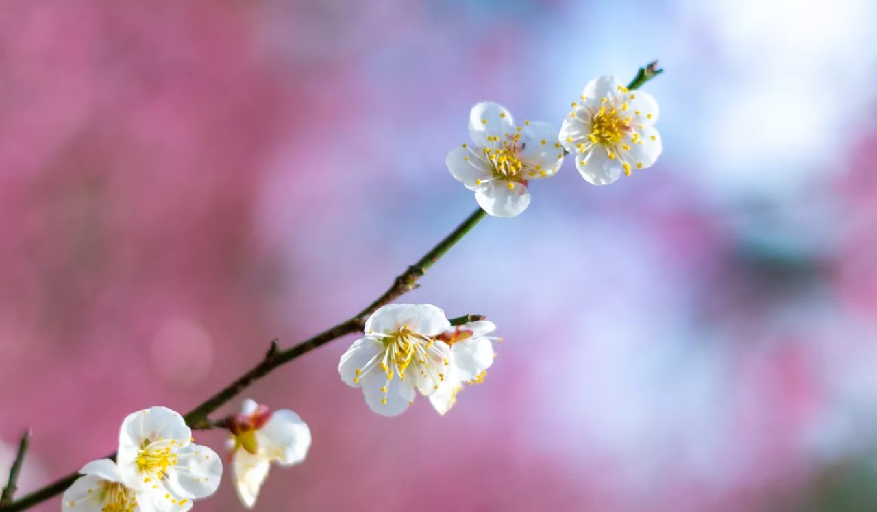 中年|南岳梅花进入盛期,“梅”好时节不容错过