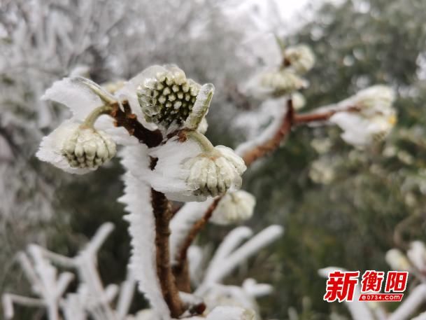 打卡|快去“打卡”啊！南岳衡山景区雾凇奇观太美了！