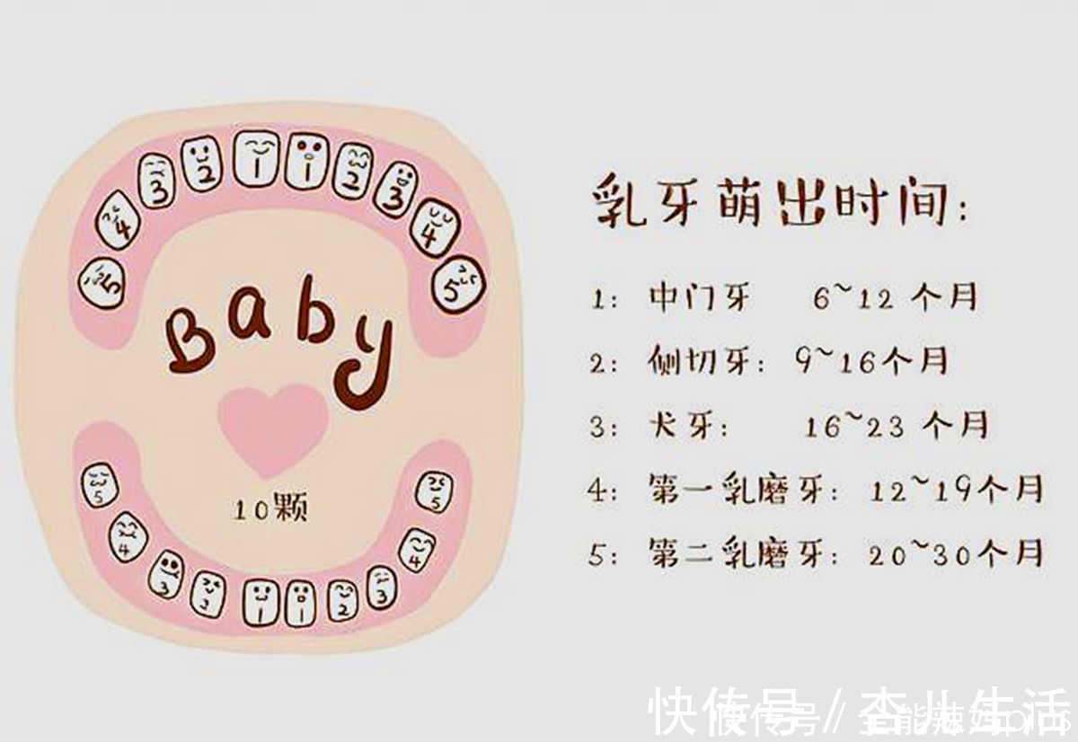 顺序|宝宝准确的出牙时间、顺序是什么 一张图告诉你,你家娃中了没