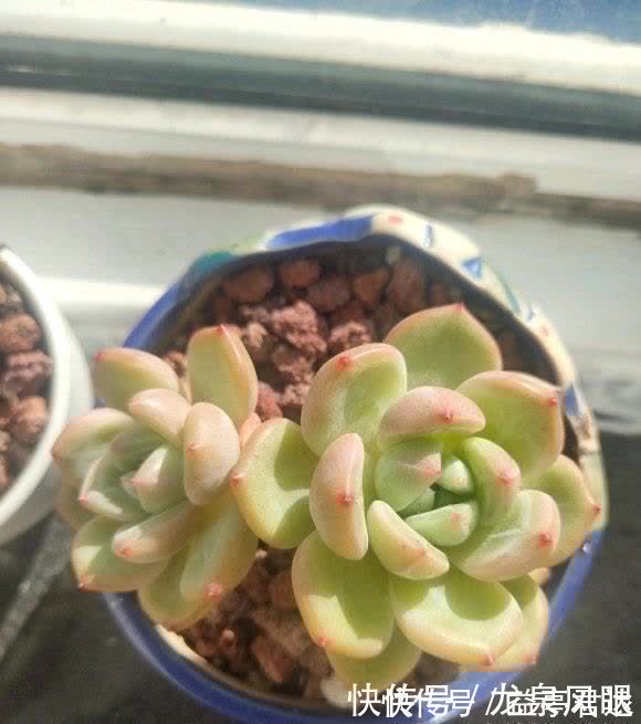 多肉根系|多肉想要养得好,通风,光照不能少,夏天养多肉,小风扇准备好