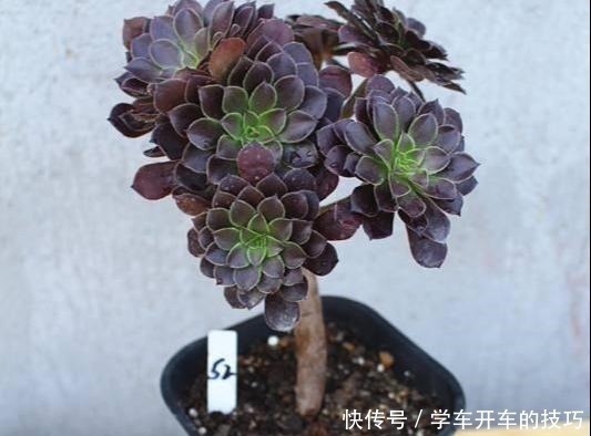 砍刀|多肉法师想“爆头”不用砍刀,3个方法不露痕迹,变成“伪老桩”!