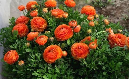 一种漂亮花,不是牡丹甚是牡丹,花色艳丽,仙气飘飘!