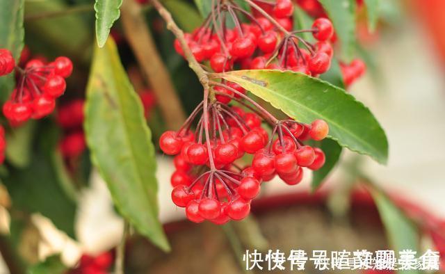 发黄|腊月不可错过的5种富贵花,随便养一盆,富贵上门来