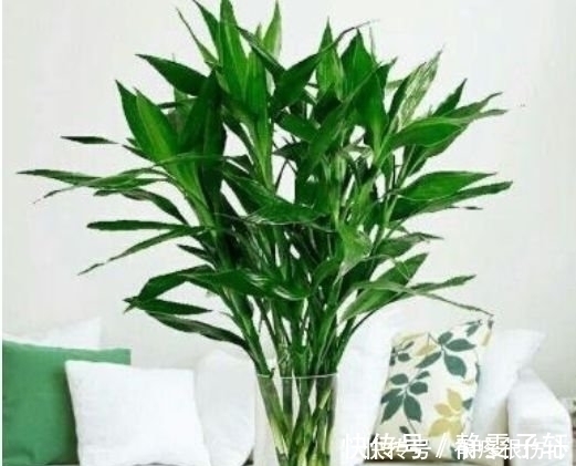 朱顶红|养花就养4种花,好养易活不招虫,养在哪里都爆盆,好运到来