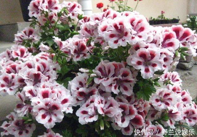 天竺葵“娇惯养”，灿烂满花苞，戳中3个软肋，一年难长个