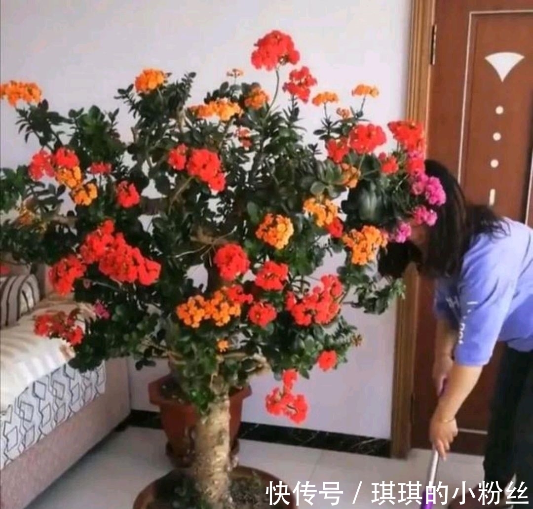 管理|立秋后,长寿花要想花苞累累,要怎样管理?