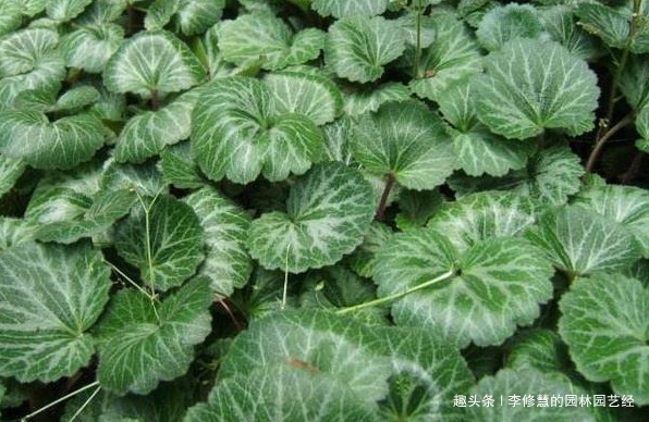 虎耳草叶片发黄怎么办注意五点，叶片立马翠绿有生机，十分亮眼