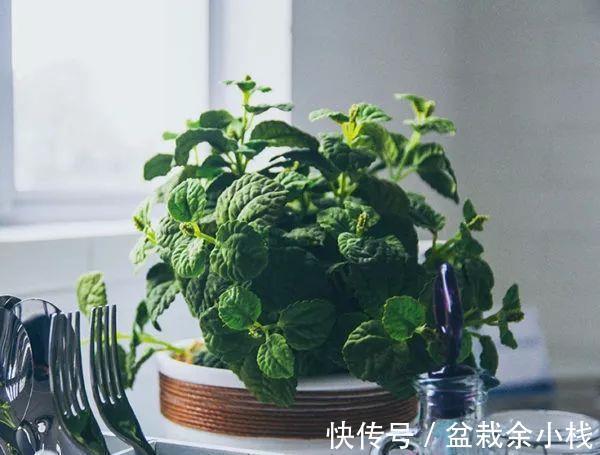 养成片|为什么薄荷值得养？价格低、成活率高，新人栽种轻松养成片