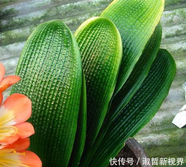 养君子兰，一个“小方法”，叶片整齐又好看，厚实油绿，长爆盆！