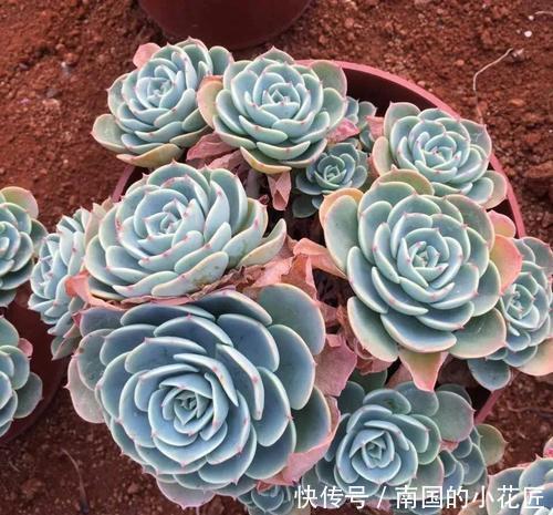 家里养多肉植物,从3个方面下手,叶片饱满有活力,新手也会养!