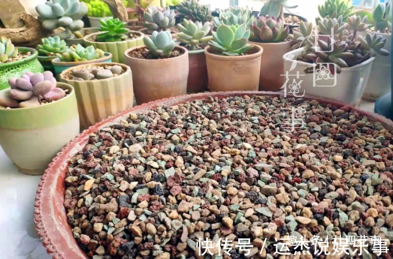 浇水|夏天不敢给多肉浇水？一个小妙招，轻松解决难题，适合新手和懒人