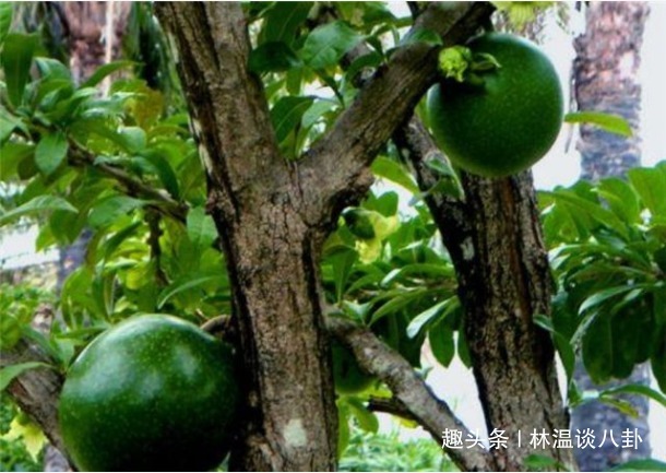 世界上脾气最暴躁的树，20米内无人敢接近，破坏性极强