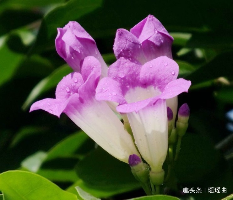 此花是思念之花,多色并存格外瞩目,有着富丽华贵之美感