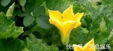 南瓜藤|南瓜藤常被人们扔掉,其实是个宝,可以治疗高血压,老人多吃有益