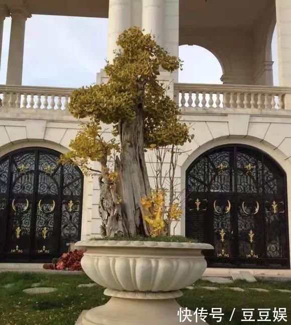 浇水|这4种“盆景树”,不仅观赏性高,寿命还特别长,越养越值钱