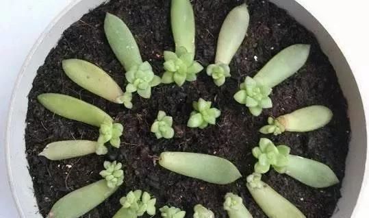 蟹爪兰|养花爱好者看过来这15种花现在“扦插”,生根快,一个周就长芽