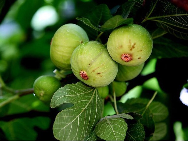 淋巴肉瘤|无花果太厉害了！会用的人简直是捡到宝了，快来和我一起看看吧