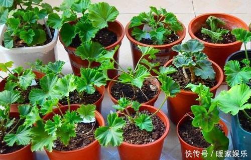 夏季这3种花可别入手，养一盆死一盆，过了夏天就剩空盆