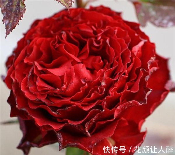 “珍品月季”红舞裙,美艳多娇,四季丰花勤开,非常值得拥有