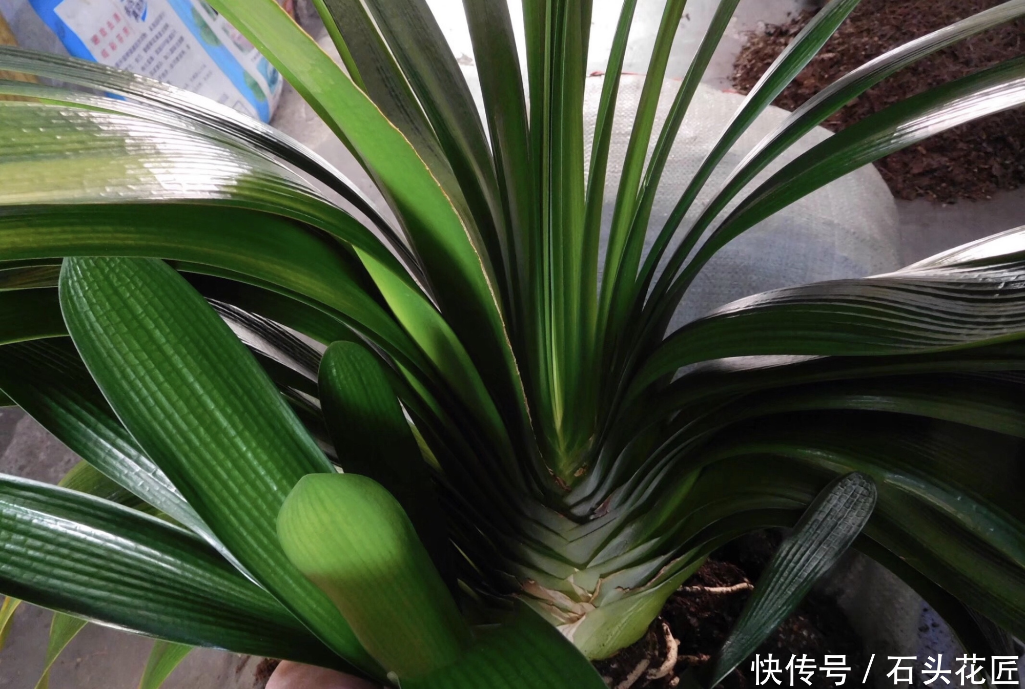 蚯蚓|养20年的君子兰,长得就像“大白菜”,一盆就能长8根花箭