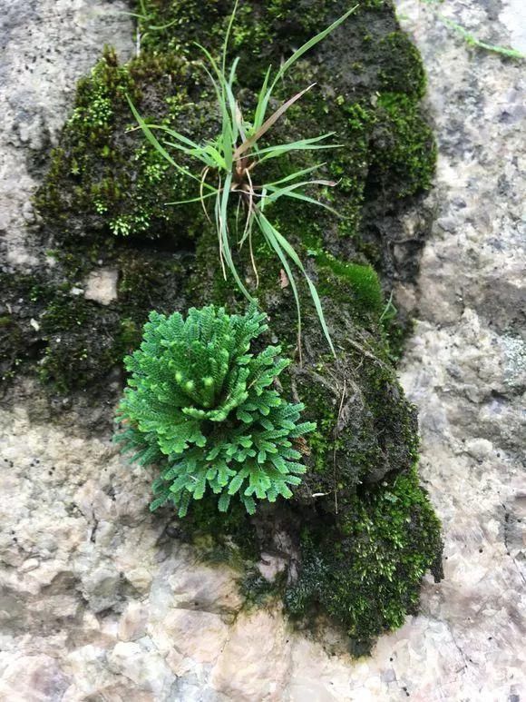 垂盆草|屋顶上的野草，人称“房神”，别再拔了，是福气！