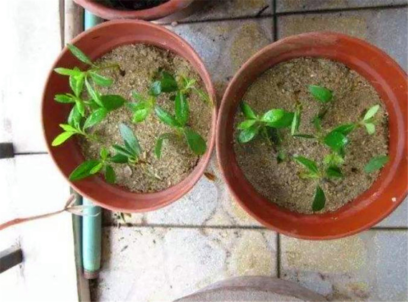 客厅多养“这3棵”树，一年分出50盆，盆盆都开花，邻居抢着要