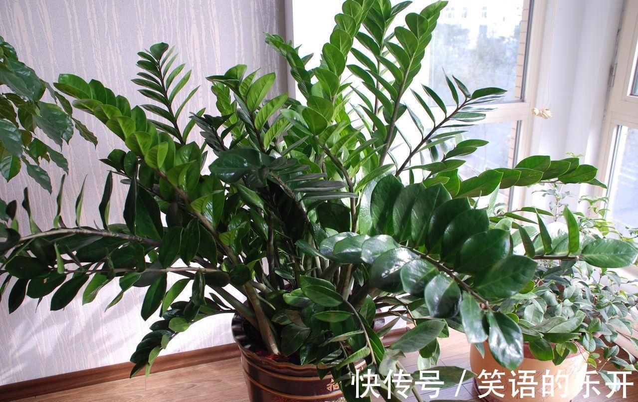 复合肥|适合“干养”的11种花,天冷更加要控水,不然难过冬