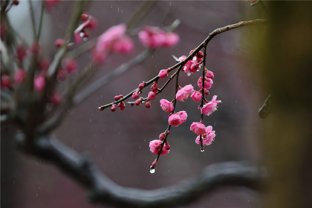 梅花|5A级景区——开化根宫佛国文化旅游区的千年梅花开啦！等你来寻芳~