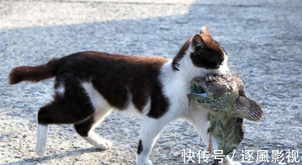 喵星人|日本怎么那么多撸猫圣地啊!