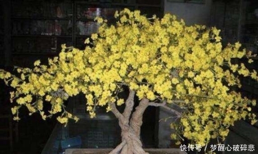 回家|路边随处可见的迎春花,带回家养成盆景,邻居都很羡慕!