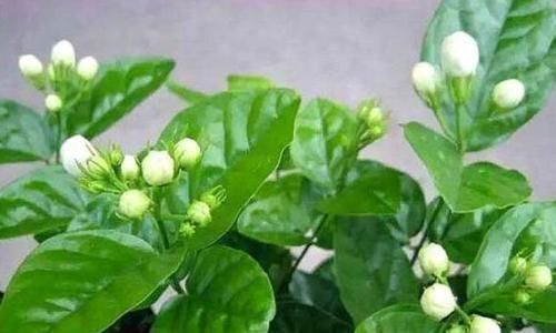 5种花美的出奇,有阳光就爆盆,给点水就疯长,太好养