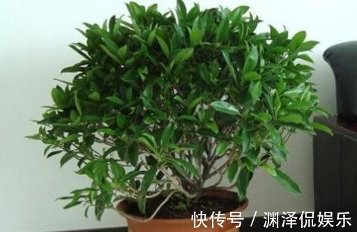 矮化茉莉的手法，只需这里“剪一下”，植株矮壮，发满“花芽”