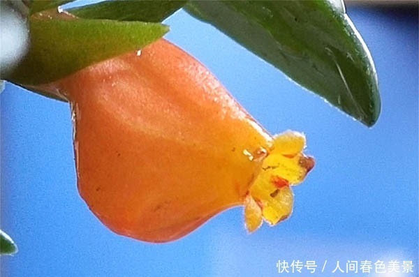 此花|此花是花而不像花,小小的嘴,大大的肚子,有着生生不息的爱意