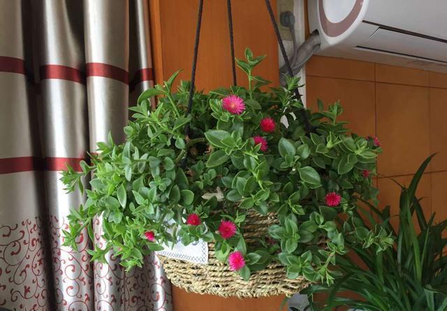 上班族更喜欢的三种懒人花，秋冬季节更好打理，开花还漂亮