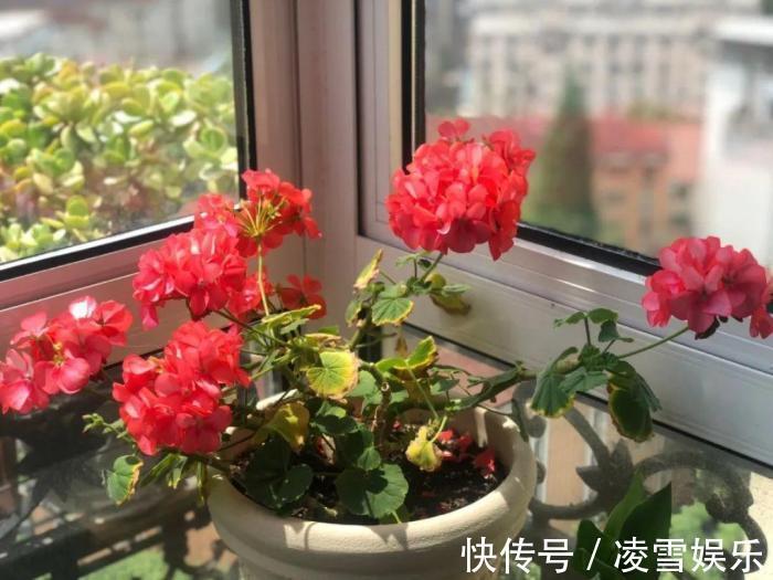 大伙儿|家里有此7种花,少浇水不能晒,天热要休眠早看早知道