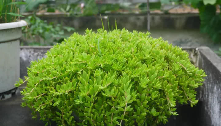 穷养|这6种花就要穷养,不花钱不用管,个个肥得流油