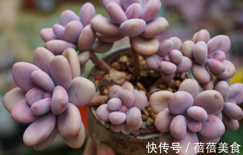 小老桩|新手养多肉桃蛋,3个要点要牢记,做好了养成老桩,美极了