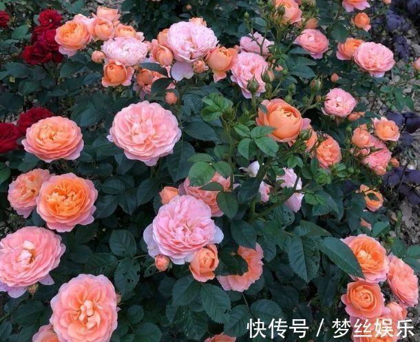 此款花卉,花艳易爆盆,全年开花不断,花开美观又大气