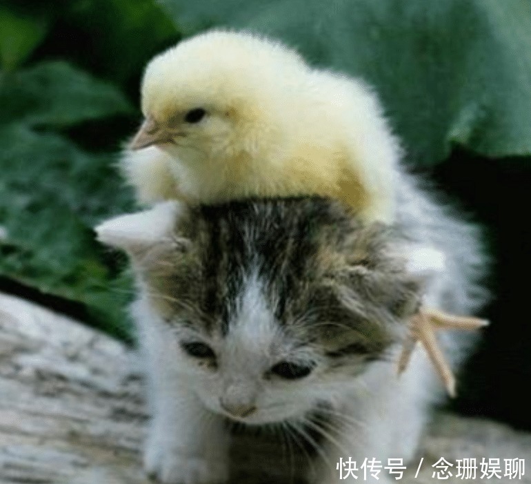 中国人为何不吃猫肉?原来李时珍早就给出答案,古人早已试过