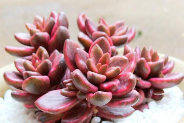 有一种多肉名字尴尬不想养，但非常适合女士养，它就是苏菲儿