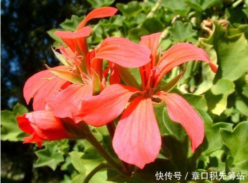 适合春天养的花,花色美轮美奂,花香四溢,开花勤爱爆盆