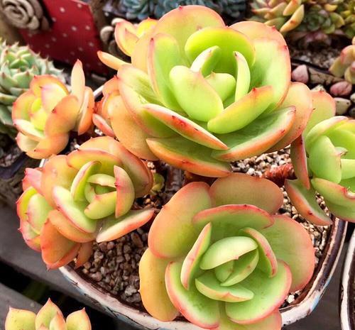 根系|露养的多肉浇水后,叶子发软奄奄一息,多半是3个原因导致